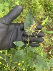 Scrophularia marilandica