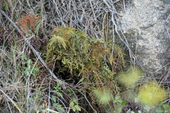 Asplenium adiantum-nigrum