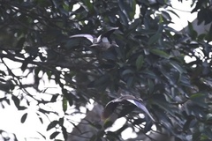 Amazonetta brasiliensis
