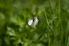 Anthocharis cardamines