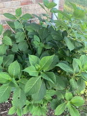 Hydrangea