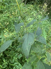 Scrophularia marilandica