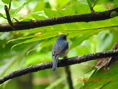 Cyornis tickelliae