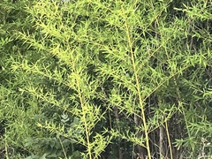 Phyllostachys aurea