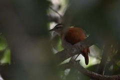 Furnarius leucopus