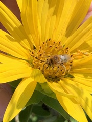 Silphium integrifolium