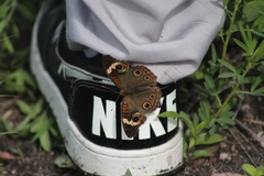 Junonia nigrosuffusa