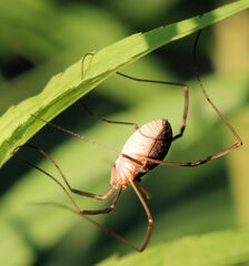 Phalangioidea