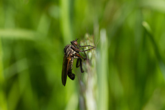 Empis