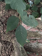Toxicodendron