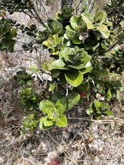 Metrosideros polymorpha