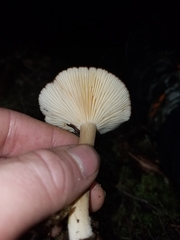 Lactarius