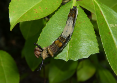Limenitis arthemis astyanax
