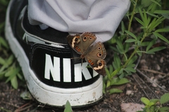 Junonia nigrosuffusa