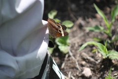 Junonia nigrosuffusa