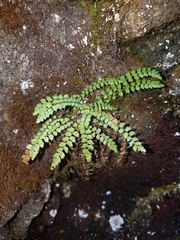 Asplenium viride