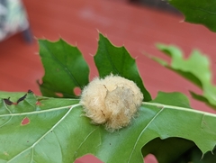 Callirhytis infuscata