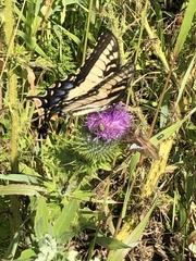 Papilio