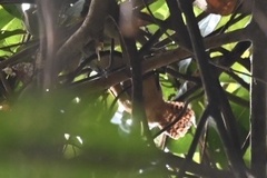 Pheugopedius genibarbis