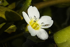 Bacopa eisenii