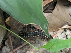 Asiomorpha coarctata