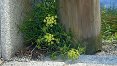 Crithmum maritimum