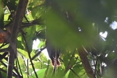 Pheugopedius genibarbis