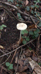 Physalacriaceae
