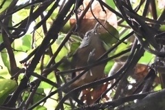 Pheugopedius genibarbis
