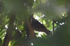 Pheugopedius genibarbis