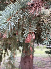 Picea pungens