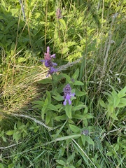 Stachys palustris
