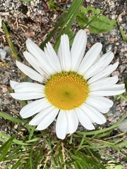 Leucanthemum vulgare