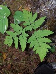 Gymnocarpium