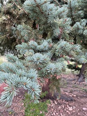 Picea pungens