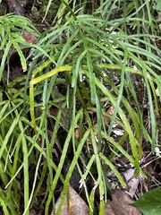 Pteris multifida