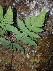 Gymnocarpium
