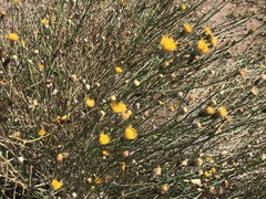 Bebbia juncea