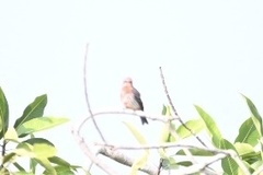 Pyrocephalus rubinus