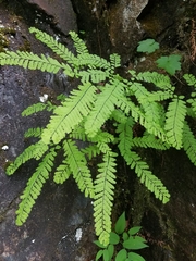 Adiantum aleuticum