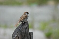 Passer montanus montanus
