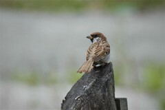 Passer montanus montanus