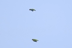 Brotogeris cyanoptera