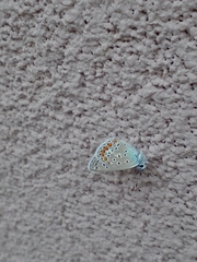 Polyommatus icarus