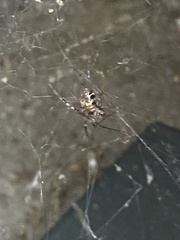 Theridiidae