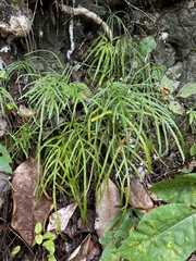 Pteris multifida