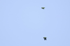 Brotogeris cyanoptera