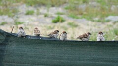 Passer montanus montanus