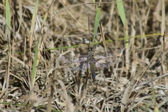 Libellula quadrimaculata