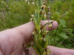 Platanthera lacera